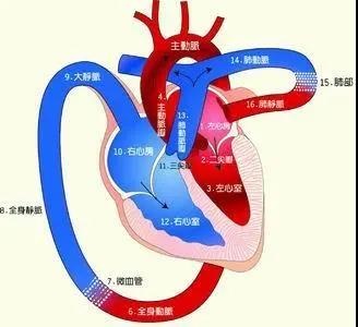 新闻动态 医院新闻同时,由于肺部压力的增高致使右心室向肺动脉射血